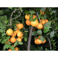 Citrus reticulata ´Carvalhais´ / Mandarínkovník štepený, 30 cm, C2