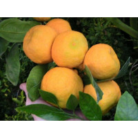 Citrus reticulata ´Primosole´ / Mandarínkovník štepený, 30 cm, C2