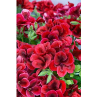 Pelargonium grandiflorum Clarion®Bright Red´ / Muškát veľkokvetý, bal. 6 ks sadbovačov 
