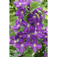 Clematis ´Jackmanii´ / Plamienok tmavomodrý, 80 cm, C2