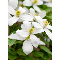 Clematis montana ´Grandiflora´ / Plamienok, 80 cm vyv., C2