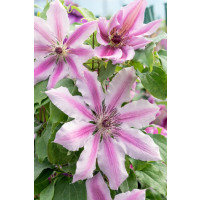 Clematis ´Nelly Moser´ / Plamienok ružový, mladá r., K9