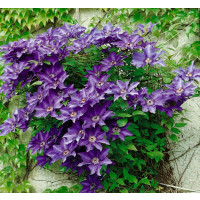 Clematis ´The President´ / Plamienok fialový, 80 cm, C2