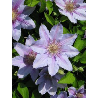 Clematis ´Baron Viellard´ / Plamienok svetlomodrý, mladá r., K9