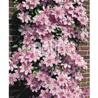 Clematis ´Nelly Moser´ / Plamienok ružový, 40 cm vyv., C2
