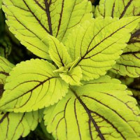 Coleus Caipirinha / Koleus / Okrasná žihľava, K7