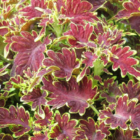 Coleus Copinto® ´Cuba Libre´ / Koleus / Okrasná žihľava, bal. 3 ks, 3x K7