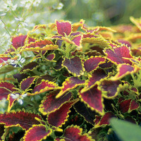 Coleus Copinto® ´Daiquiri´ / Koleus / Okrasná žihľava, K7