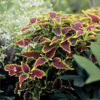Coleus Skyfire / Koleus / Okrasná žihľava, bal. 6 ks sadbovačov