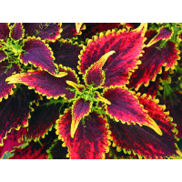 Coleus Skyfire / Koleus / Okrasná žihľava, K7