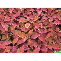 Coleus Spitfire / Koleus / Okrasná žihľava, bal. 3 ks, 3x K7