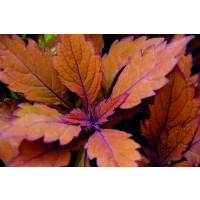 Coleus Spitfire / Koleus / Okrasná žihľava, K7