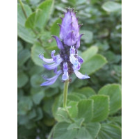 Coleus canina hybr. ´Verpiss Dich Grun´ / Koleus ´Mačka preč´, K7