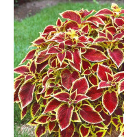 Coleus ´Wizard Scarlet´ / Koleus / Okrasná žihľava, K7