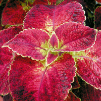 Coleus Copinto ´Bloody Mary´ / Koleus / Okrasná žihľava, bal. 3 ks, 3x K7