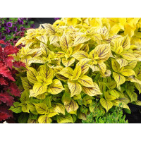 Coleus Caipirinha / Koleus / Okrasná žihľava, K7