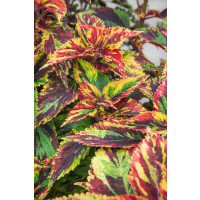 Coleus x blumei CockTail ´Combat´ / Koleus / Okrasná žihľava, K7