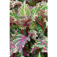 Coleus x blumei CockTail ´Peter ´s Wonder´ / Koleus / Okrasná žihľava, K7