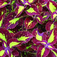 Coleus ´Copa Saturan´ / Koleus / Okrasná žihľava, bal. 3 ks, 3x K7