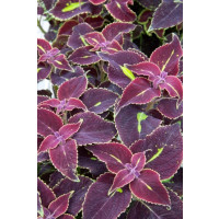 Coleus ´Copa Saturan´ / Koleus / Okrasná žihľava, bal. 3 ks, 3x K7