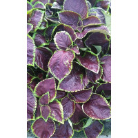 Coleus ´Solento Mint´ / Koleus / Okrasná žihľava, K7