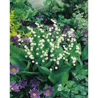 Convallaria majalis / Konvalinka, bal. 5 ks, 8/10