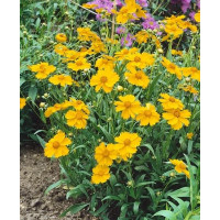 Coreopsis lanceolata ´Sterntaler´ / Kráska kopijovitá, K9