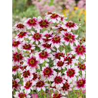 Coreopsis verticillata´Sunstar Rose / Kráska , K9
