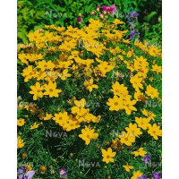 Coreopsis verticillata ´Zagreb´ / Kráska praslenová, K9
