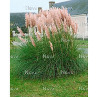 Cortaderia sell. 'Pink Feather' / Kortadéria pampová ružová, K11