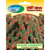 Cotoneaster horizontalis  / Skalník rozprestretý, bal. 30 s.