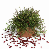 Vaccinium macrocarpon ´Cranberry´ BIO / Kľukva, K12