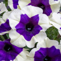 Petunia WFL® Crazytunia® Inkblot / Petúnia, bal. 6 ks sadbovačov