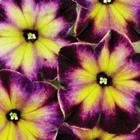 Petunia ´Crazytunia® Moonstruck´ / Petúnia, bal. 3 ks, 3x K7