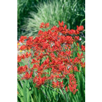 Crocosmia large-fl. ´Lucifer´ / Montbrécia, bal. 10 ks, 10/+
