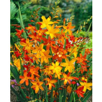 Crocosmia small-fl. Mix / Montbrécia drobnokvetá, bal. 10 ks, 6/+, SUPERCENA