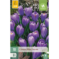 Crocus ´Blue Ocean´ / Veľkokvetý šafran, bal. 10 ks, 8/9