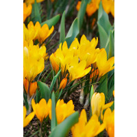 Crocus ´Golden Yellow´ / Veľkokvetý šafran, bal. 10 ks, 8/9
