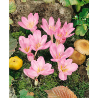 Crocus speciosus / Šafran jesenný, bal. 10 ks, 5/+