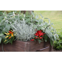 Helichrysum angustifolia BIO / Curry bylinka, K12