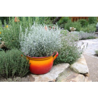 Helichrysum angustifolia BIO / Curry bylinka, K12