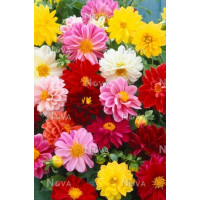 Dahlia Mix / Kolekcia 6 georgín, bal. 6 ks, I.