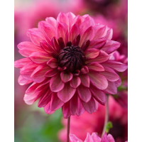 Dahlia ´Bacardi´ / Georgína, I.