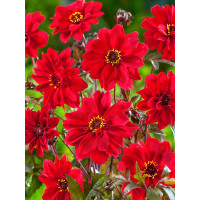 Dahlia collar ´Bishop of Llandaff´ / Georgína, I.