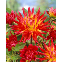 Dahlia ´Bora Bora´ / Georgína, I.