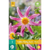 Dahlia ´Honka Roze/ Pink´/ Georgína, I.
