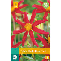 Dahlia ´Honka ROOT/ Red´/ Georgína, I.
