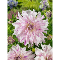 Dahlia ´Mom´s Special´ / Georgína, I.