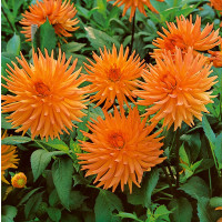 Dahlia ´Cactus Orange´ / Georgína kaktusovitá oranžová, I., SUPERCENA