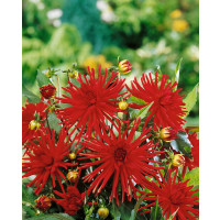 Dahlia ´Red Pigmy´ / Georgína, I.